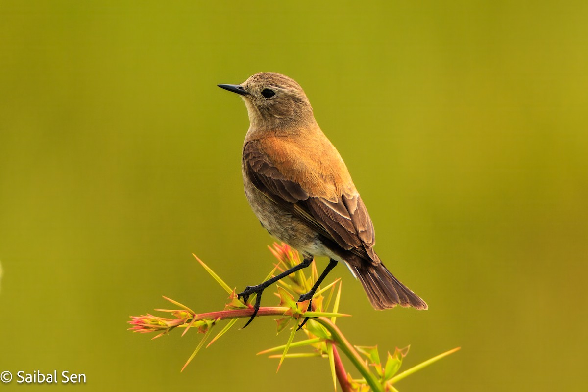 Austral Negrito - ML646378177