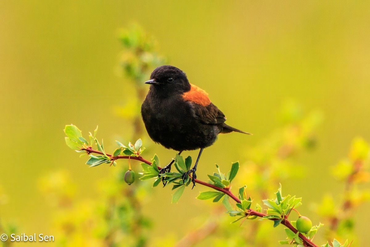 Austral Negrito - ML646378178