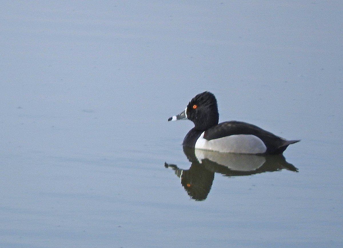 Ring-necked Duck - ML646378179