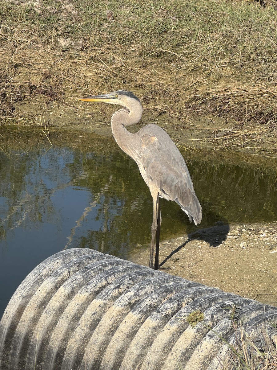 Great Blue Heron - ML646378180