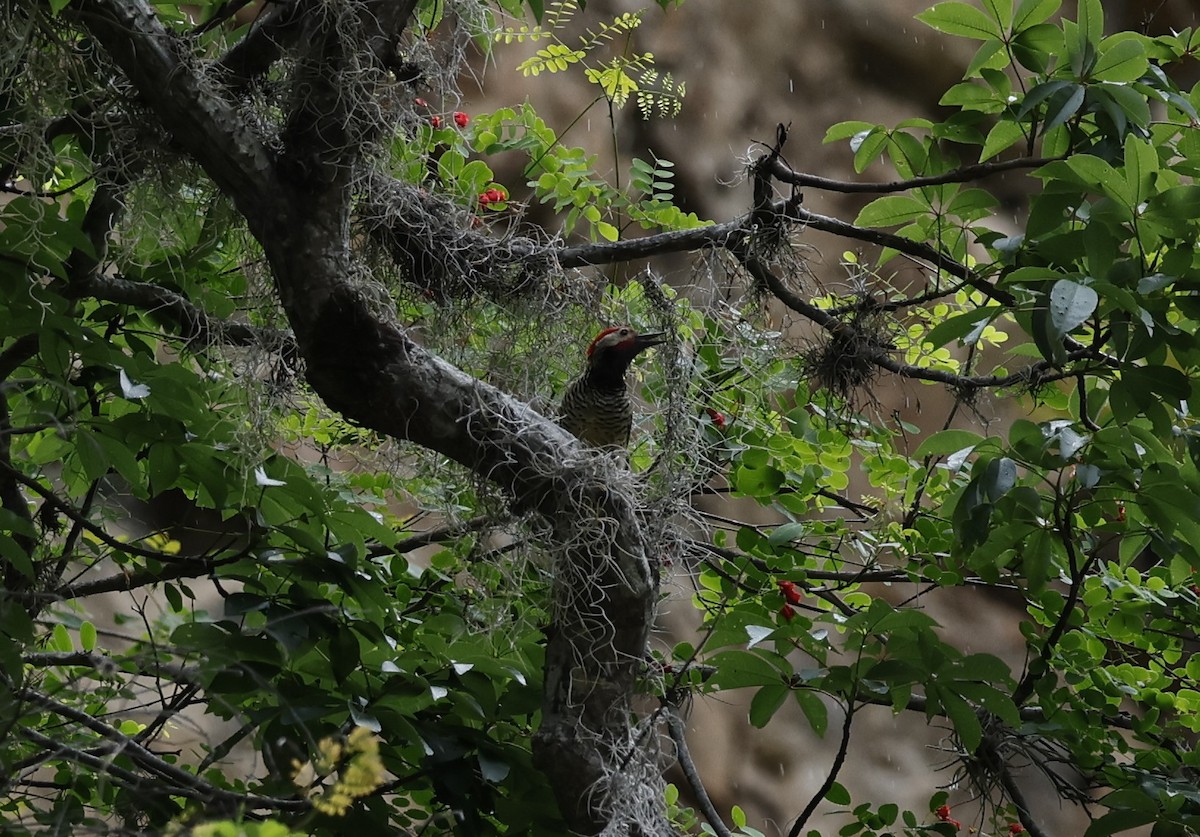 Black-necked Woodpecker - ML646378181