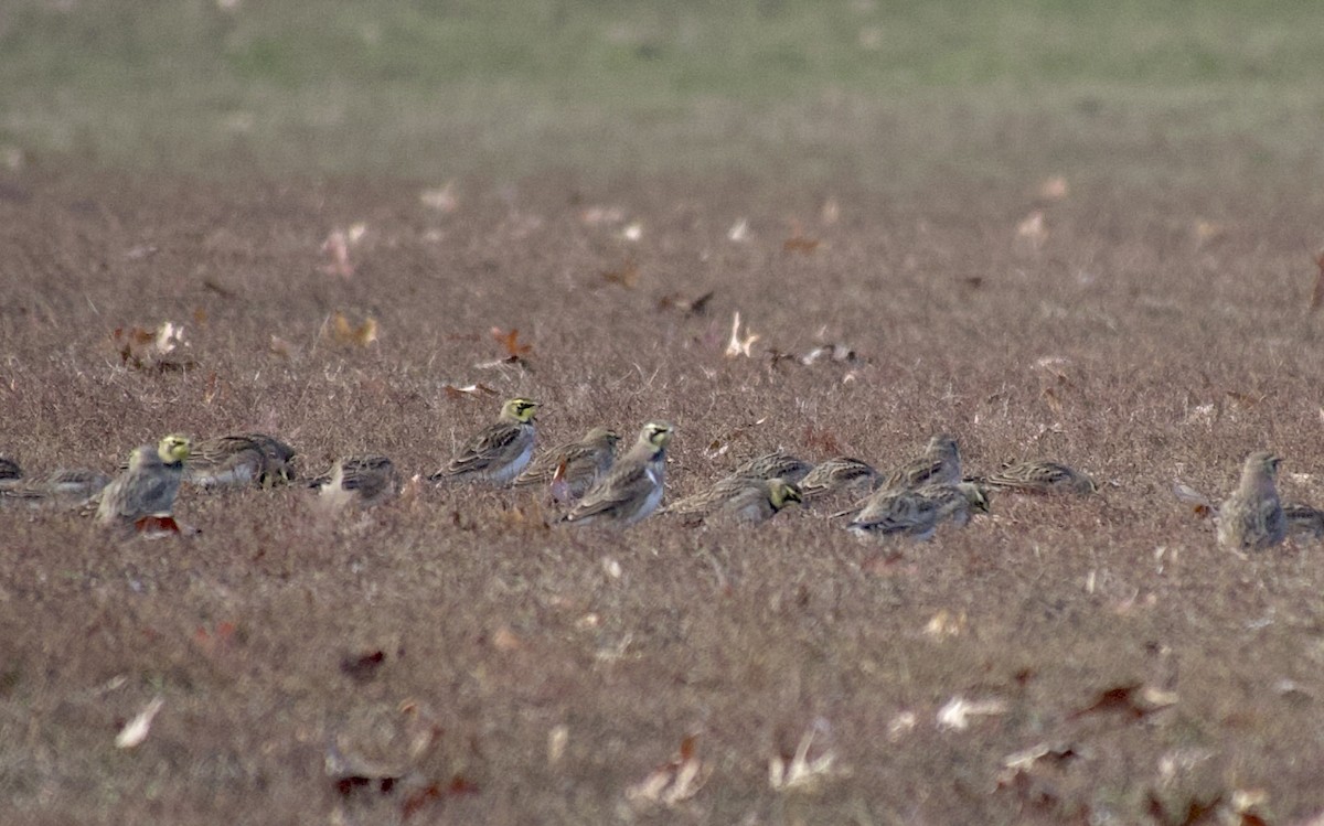 Alondra Cornuda - ML646378182