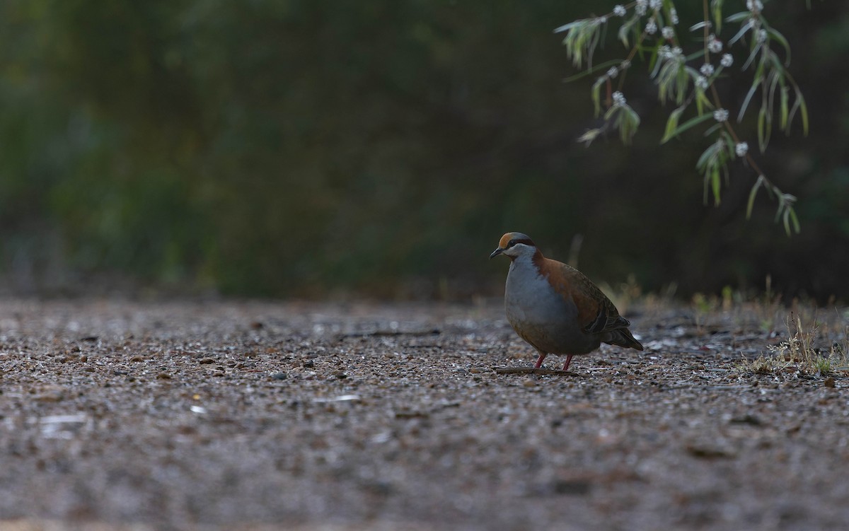Brush Bronzewing - ML646378183