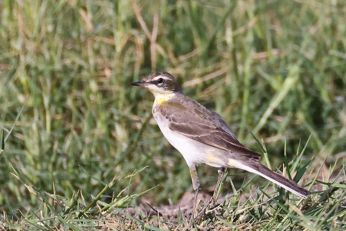 Eastern Yellow Wagtail - ML646378184