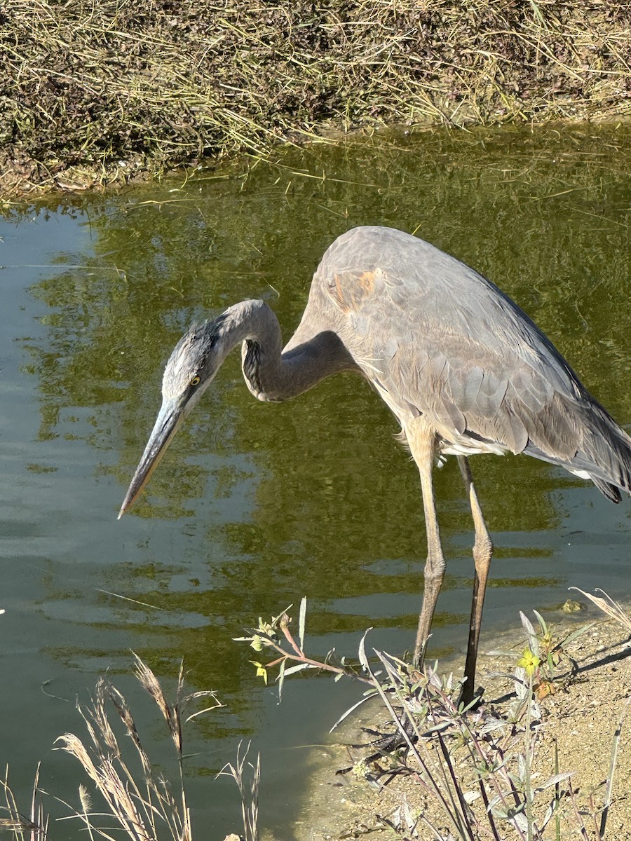 Great Blue Heron - ML646378185