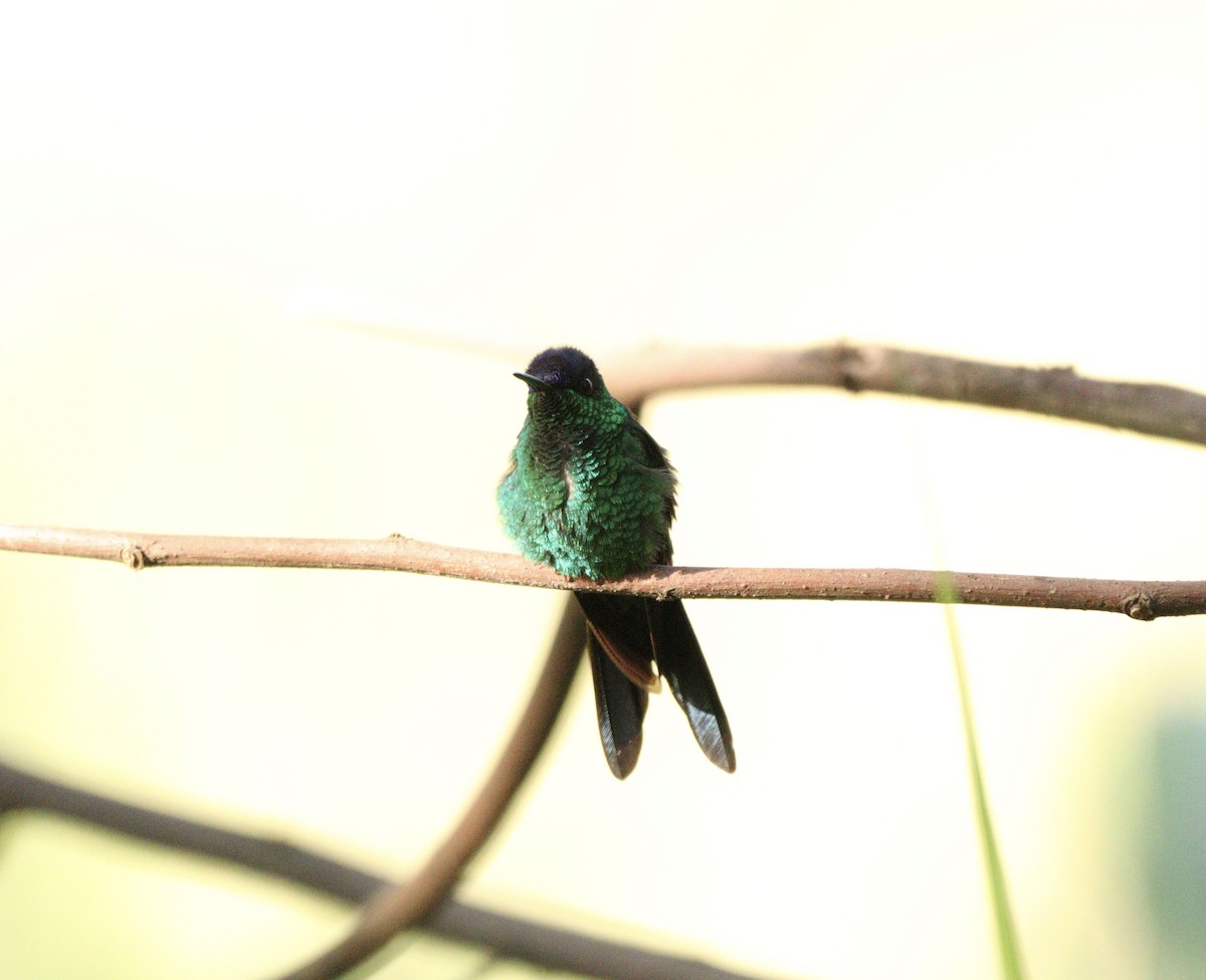 Колібрі-лісовичок синьоголовий - ML646378187