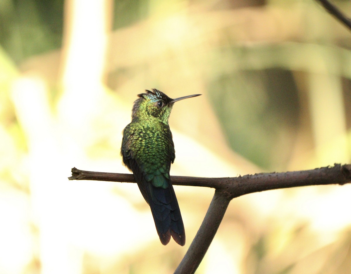 Колібрі-лісовичок синьоголовий - ML646378188