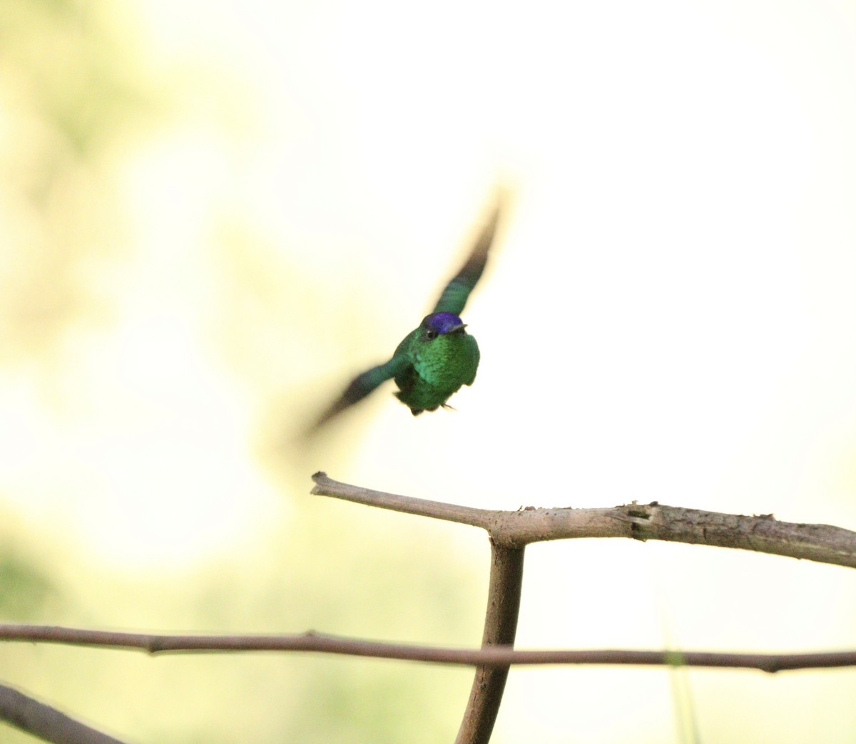 Колібрі-лісовичок синьоголовий - ML646378189