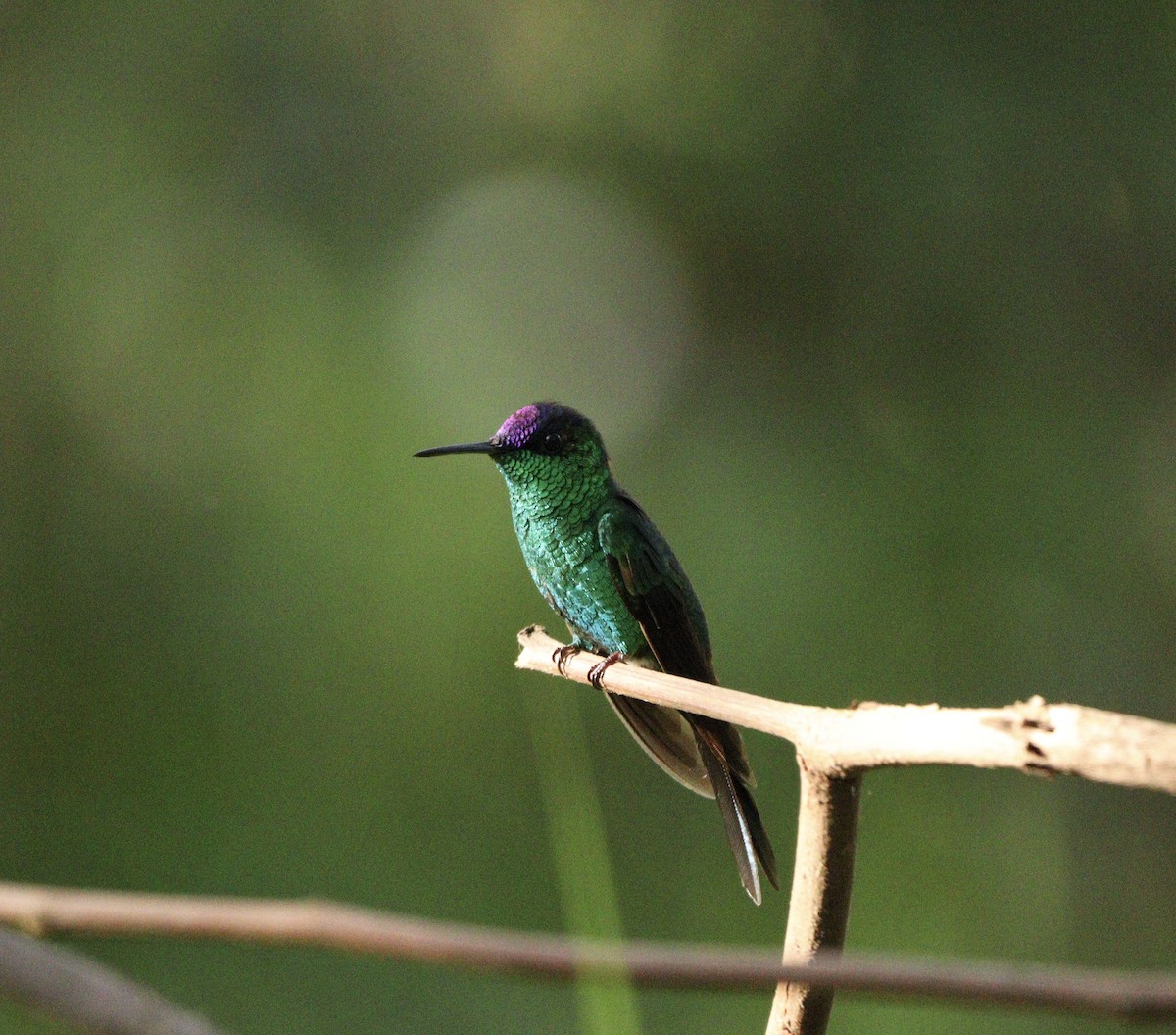 Колібрі-лісовичок синьоголовий - ML646378190