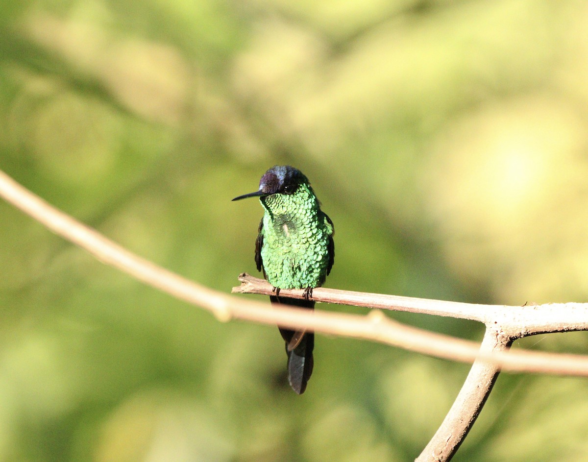 Колібрі-лісовичок синьоголовий - ML646378191