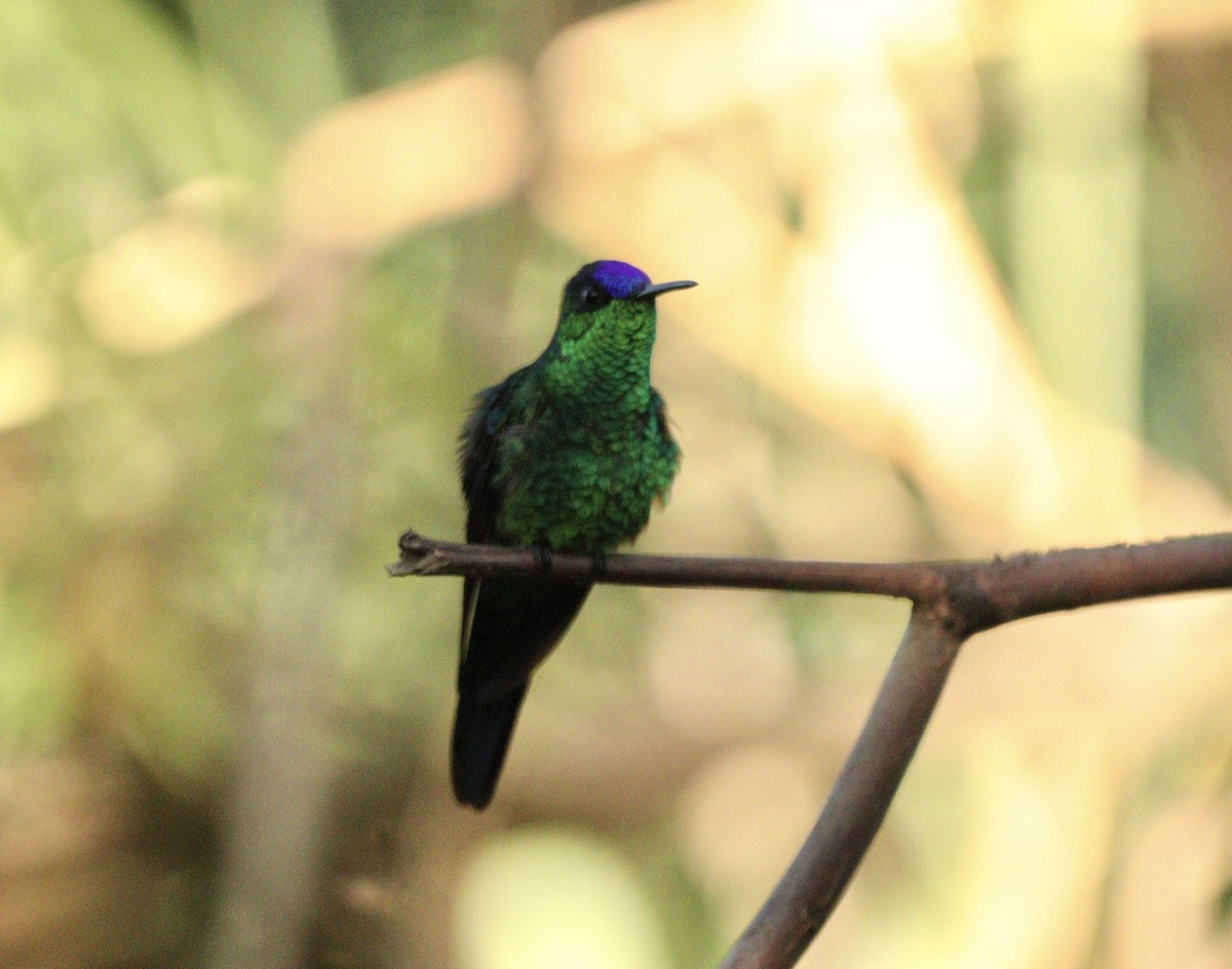 Колібрі-лісовичок синьоголовий - ML646378192