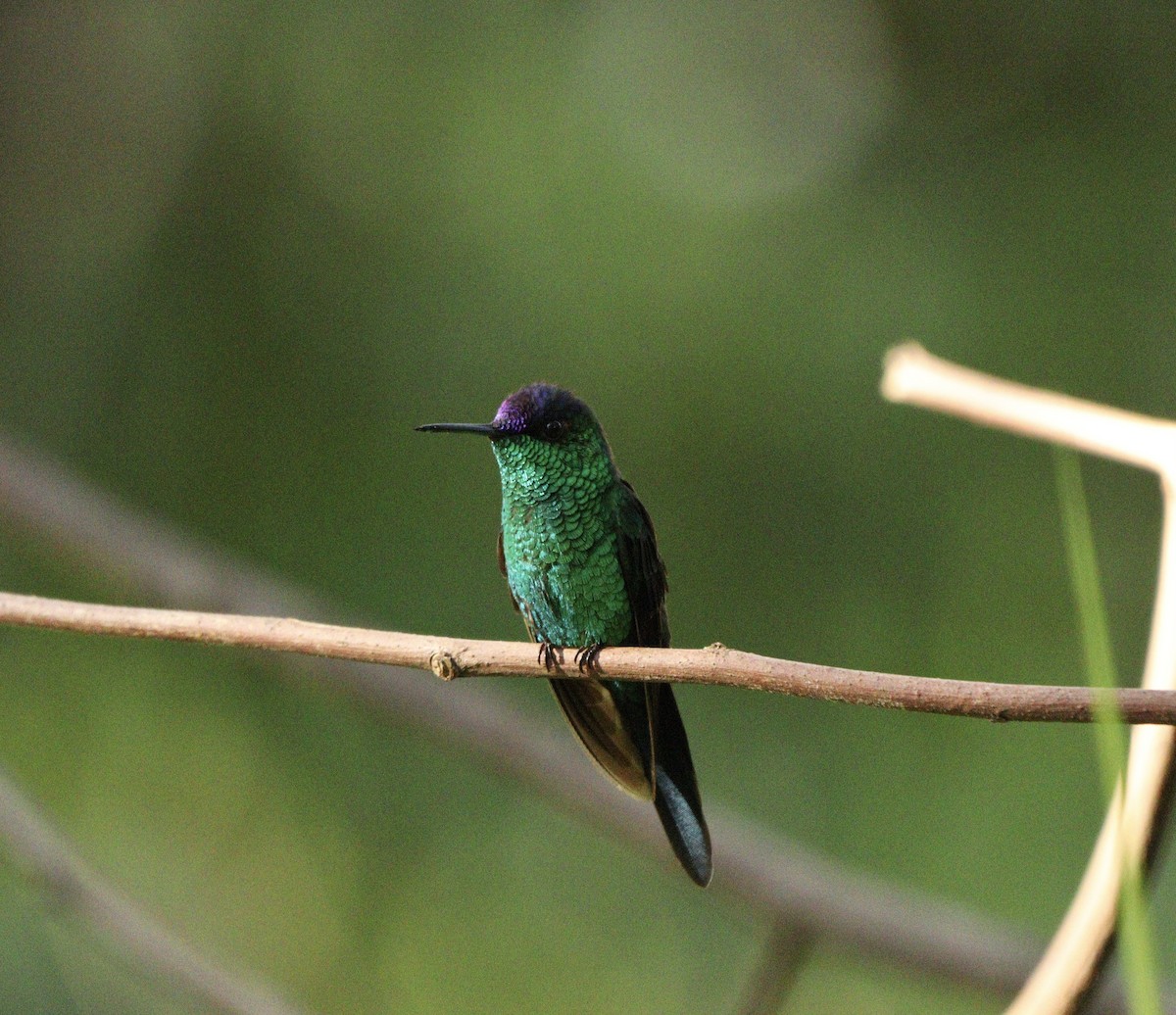 Колібрі-лісовичок синьоголовий - ML646378193