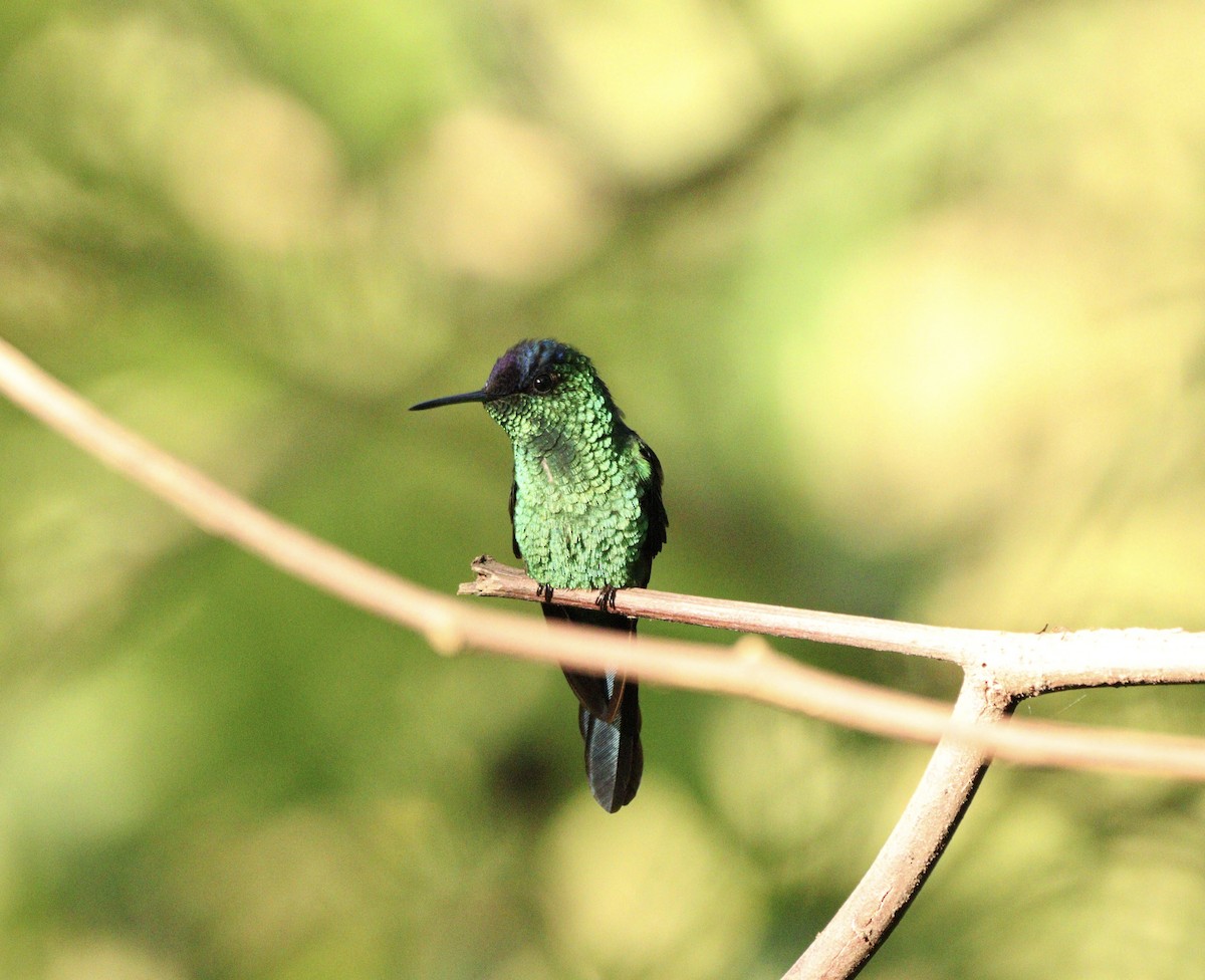 Колібрі-лісовичок синьоголовий - ML646378194