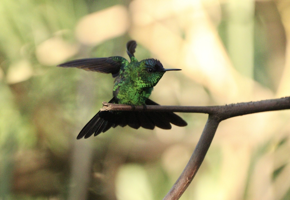 Колібрі-лісовичок синьоголовий - ML646378195