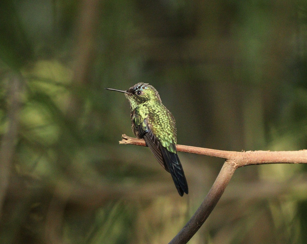 Колібрі-лісовичок синьоголовий - ML646378196