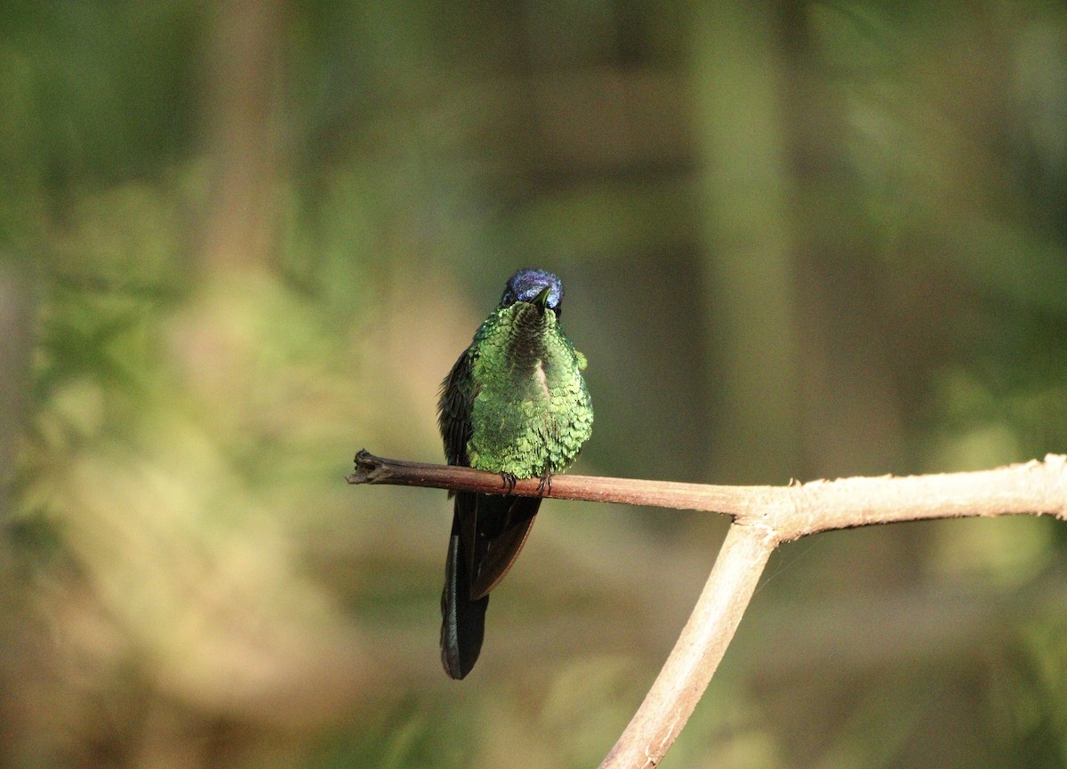 Колібрі-лісовичок синьоголовий - ML646378197