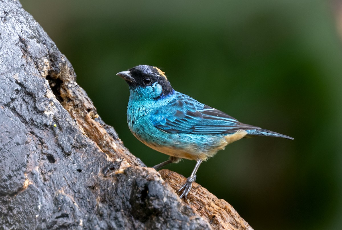 Golden-naped Tanager - ML646378198