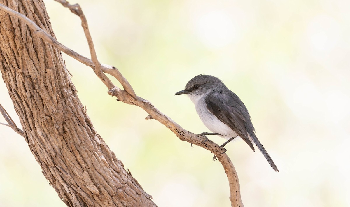 White-breasted Robin - ML646378200