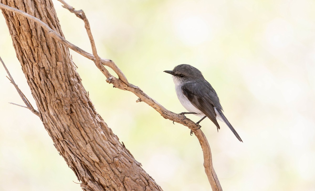 White-breasted Robin - ML646378201
