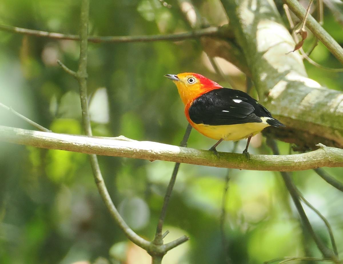 Band-tailed Manakin - ML646378202