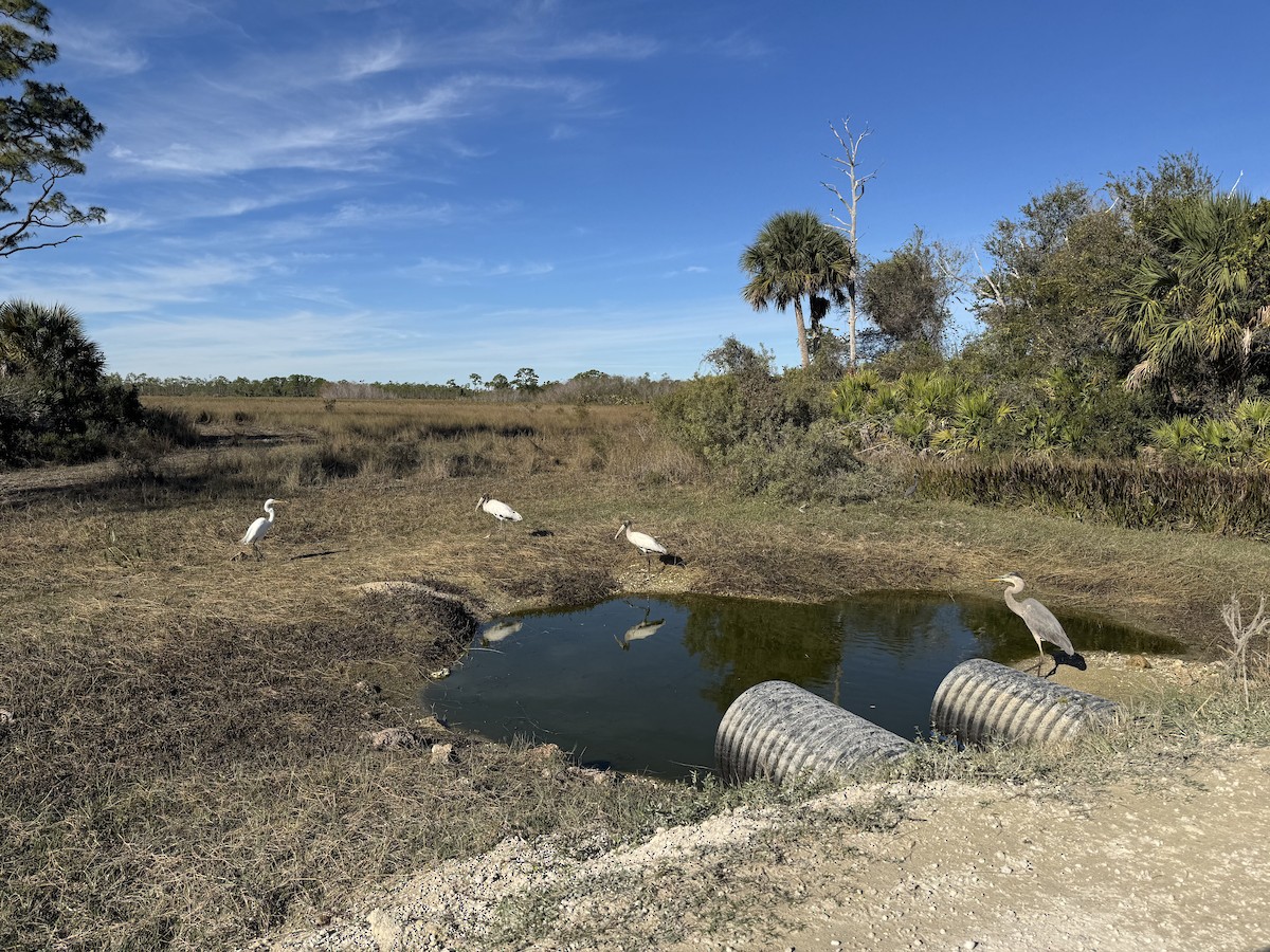 Great Blue Heron - ML646378203