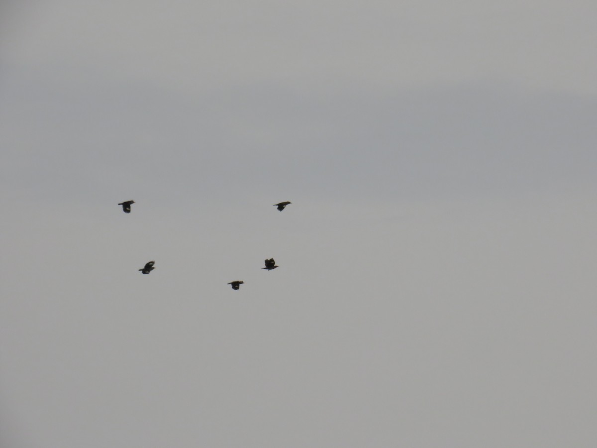 Javan Myna - ML646378204