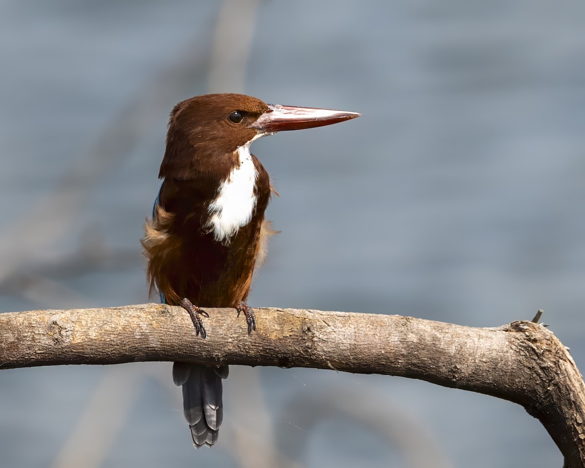 White-throated Kingfisher - ML646378205