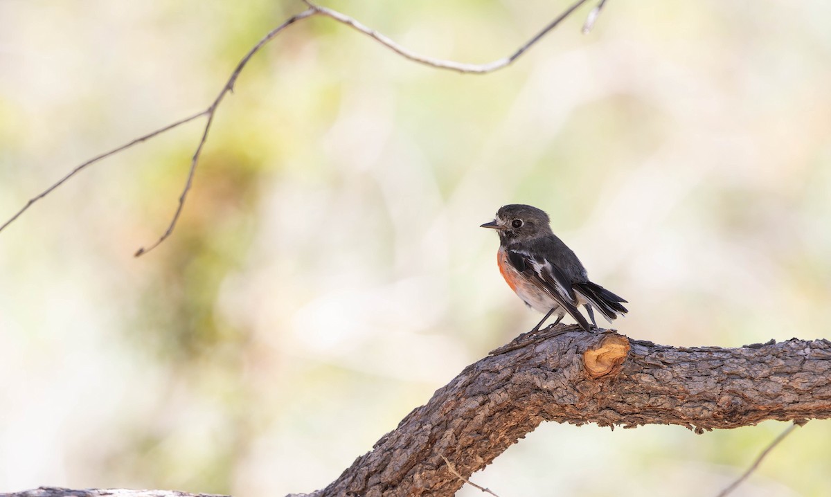 Scarlet Robin - ML646378206