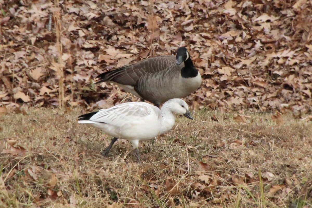 Snow Goose - ML646378207