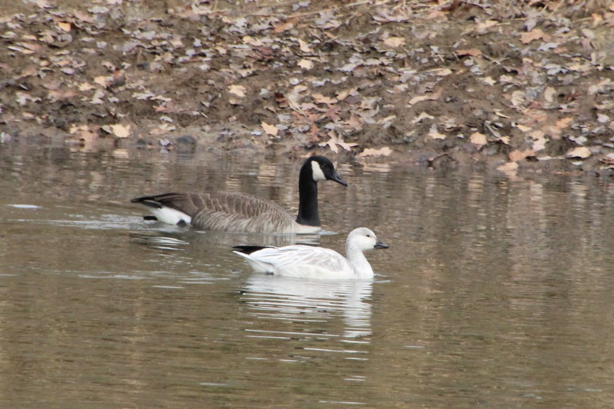 Snow Goose - ML646378208