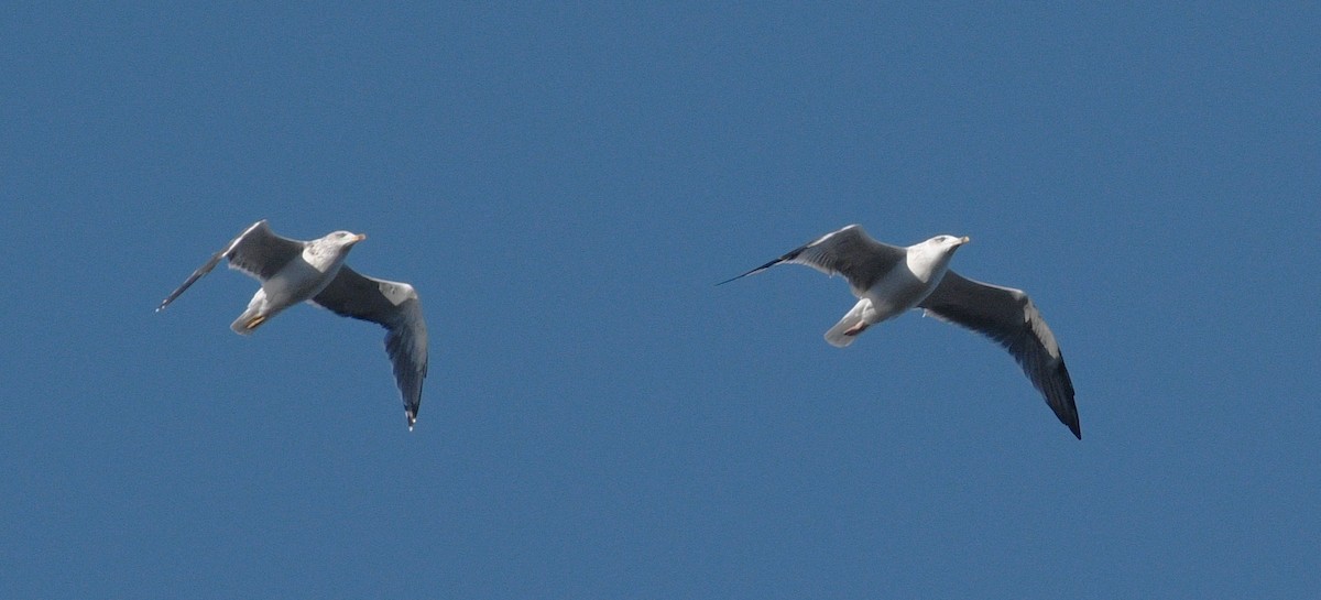 Great Black-backed Gull - ML646378209