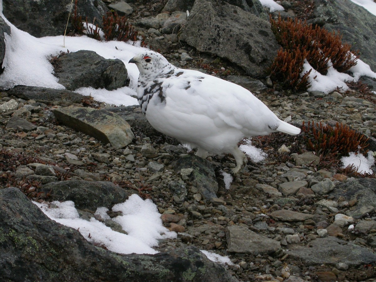White-tailed Ptarmigan - ML646378210