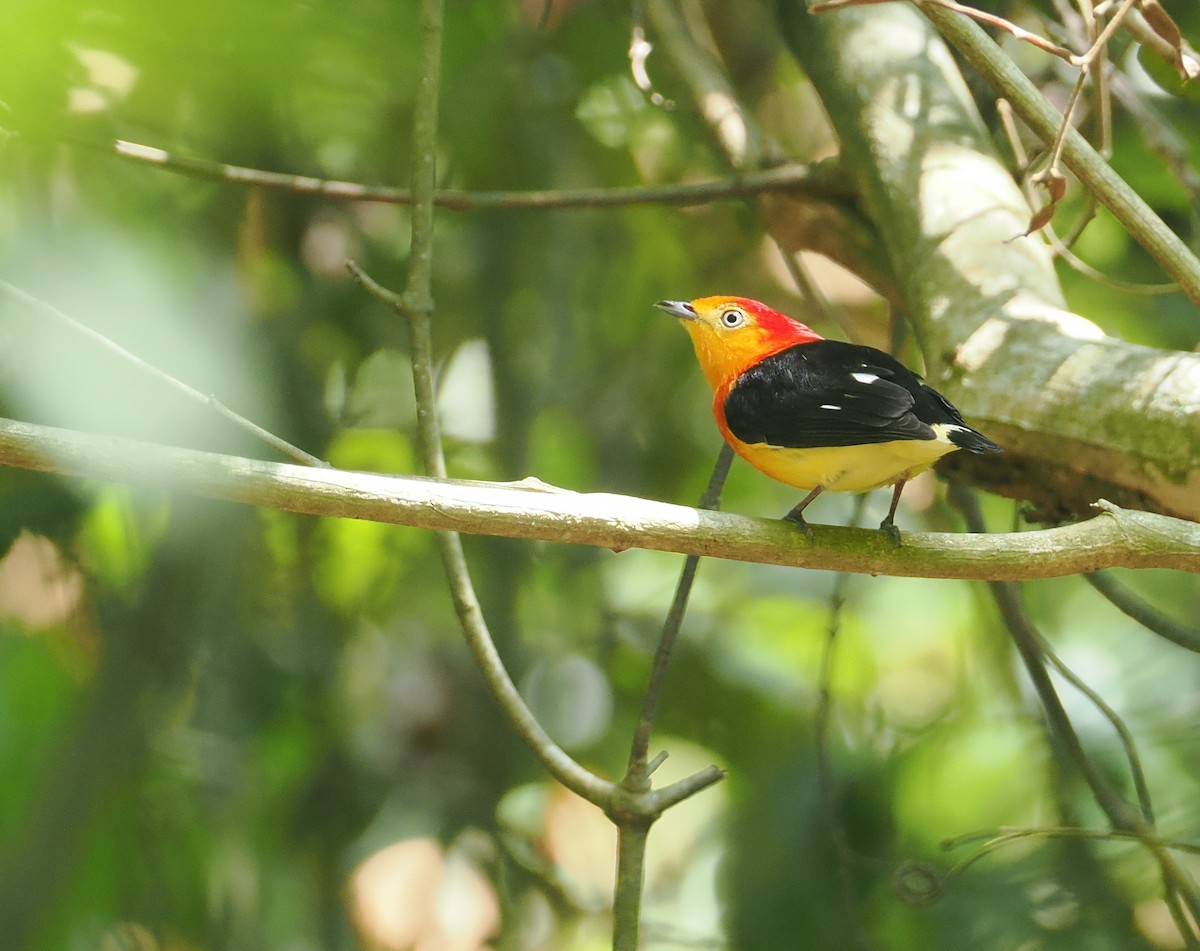 Band-tailed Manakin - ML646378211