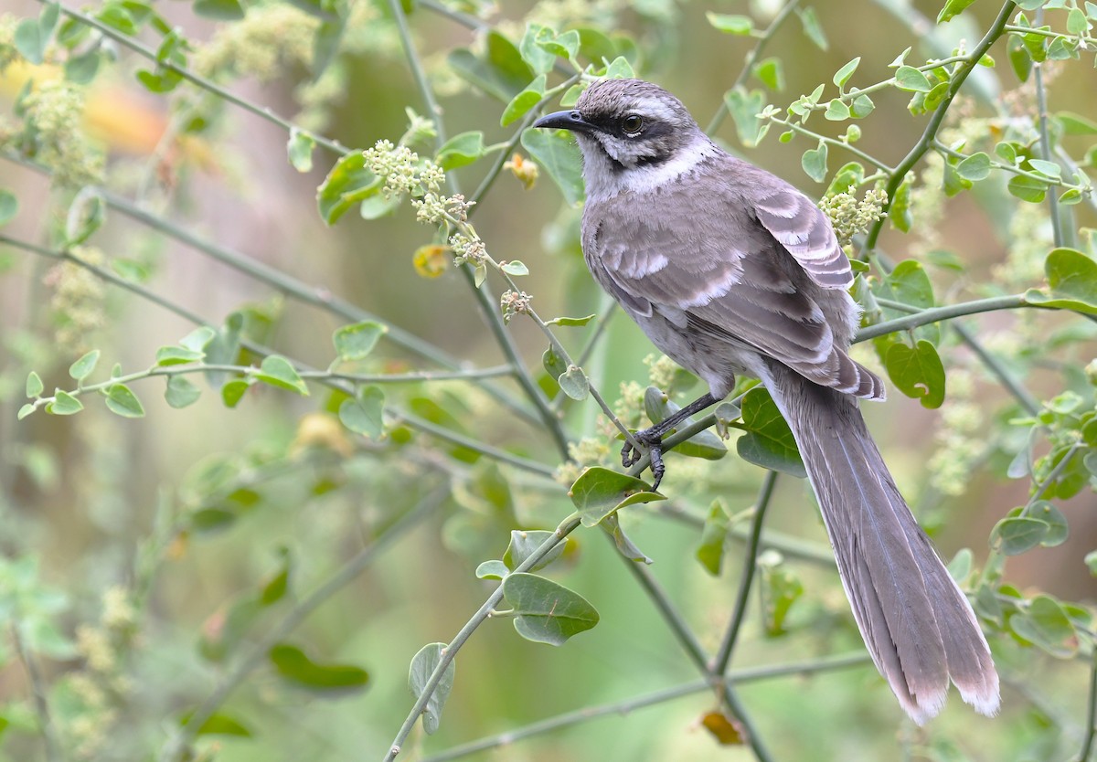 Long-tailed Mockingbird - ML646378213