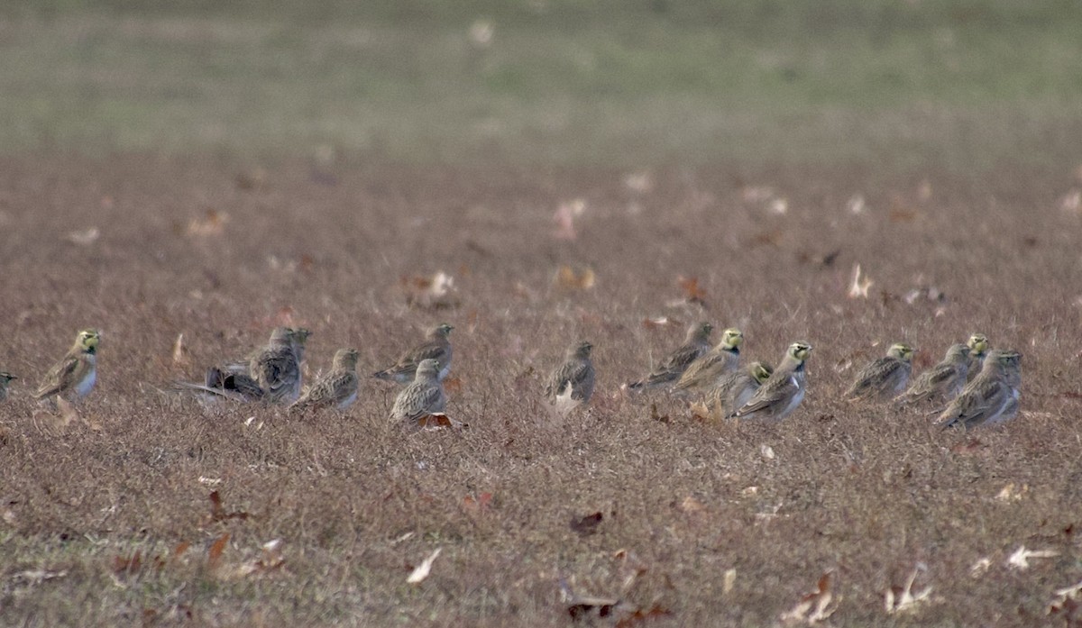 Alondra Cornuda - ML646378216