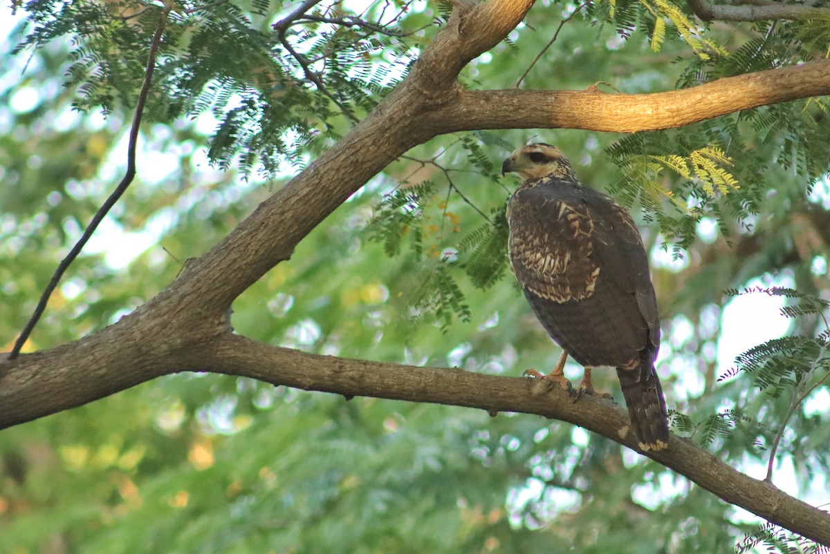 Great Black Hawk - ML646378217