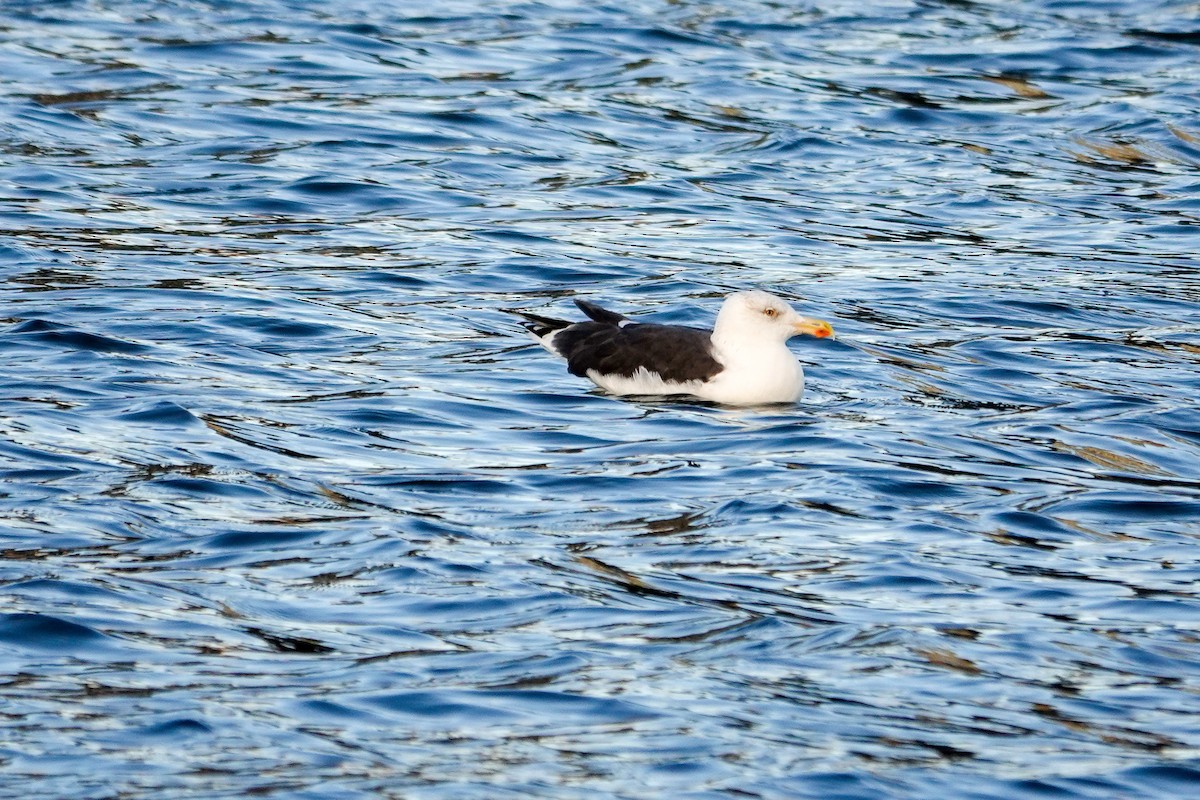 Great Black-backed Gull - ML646378218