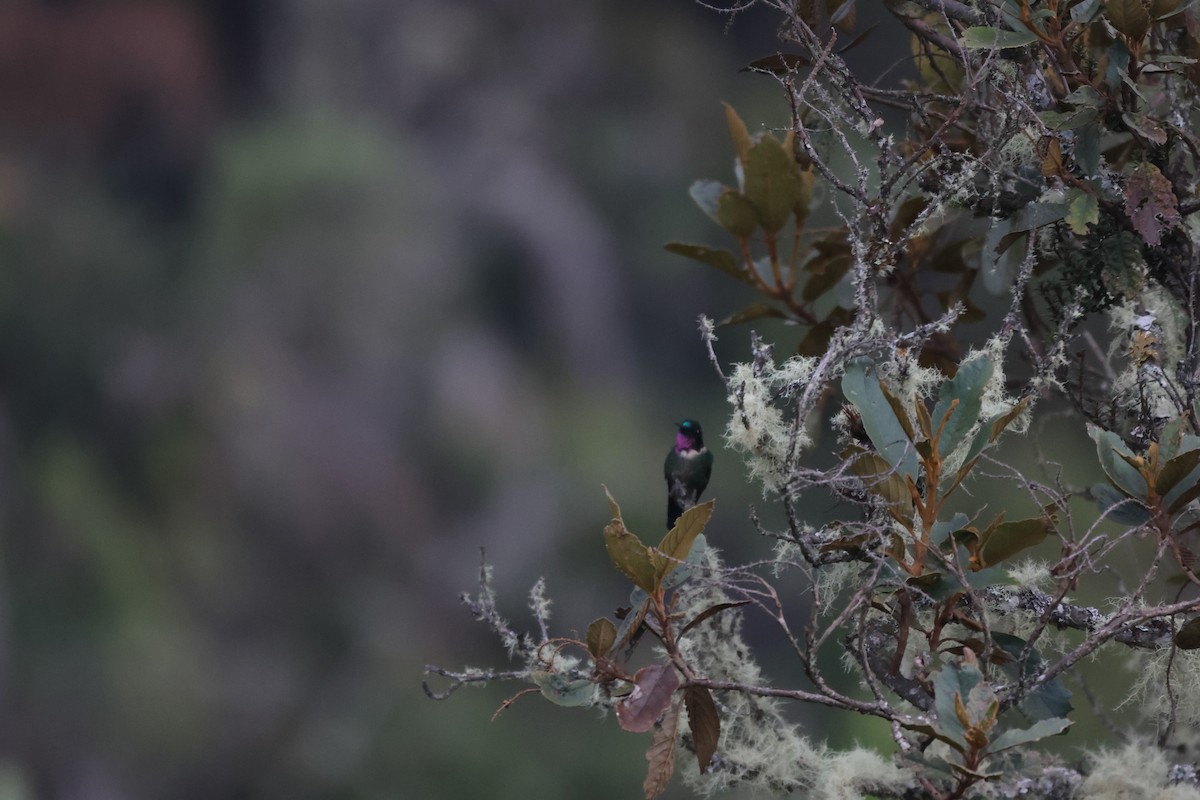 Amethyst-throated Sunangel - ML646378219