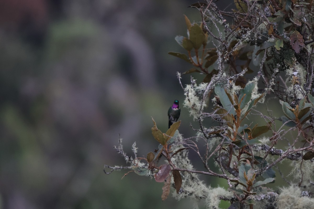 Amethyst-throated Sunangel - ML646378220