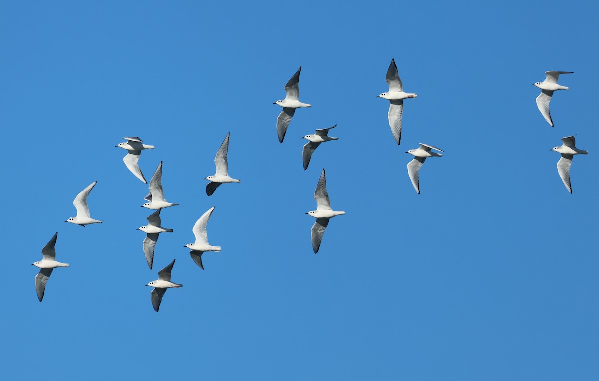 Bonaparte's Gull - ML646378221
