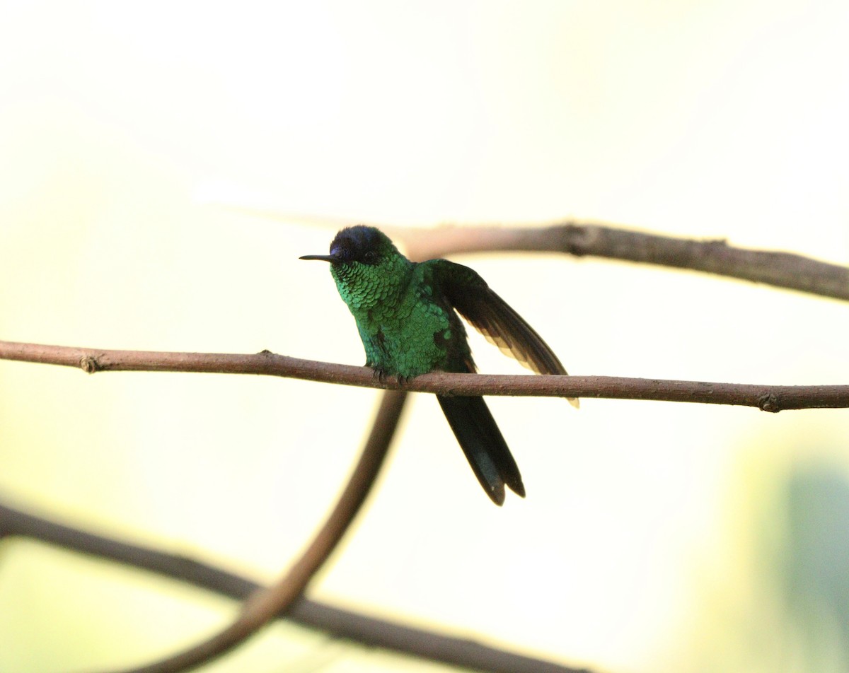 Колібрі-лісовичок синьоголовий - ML646378222