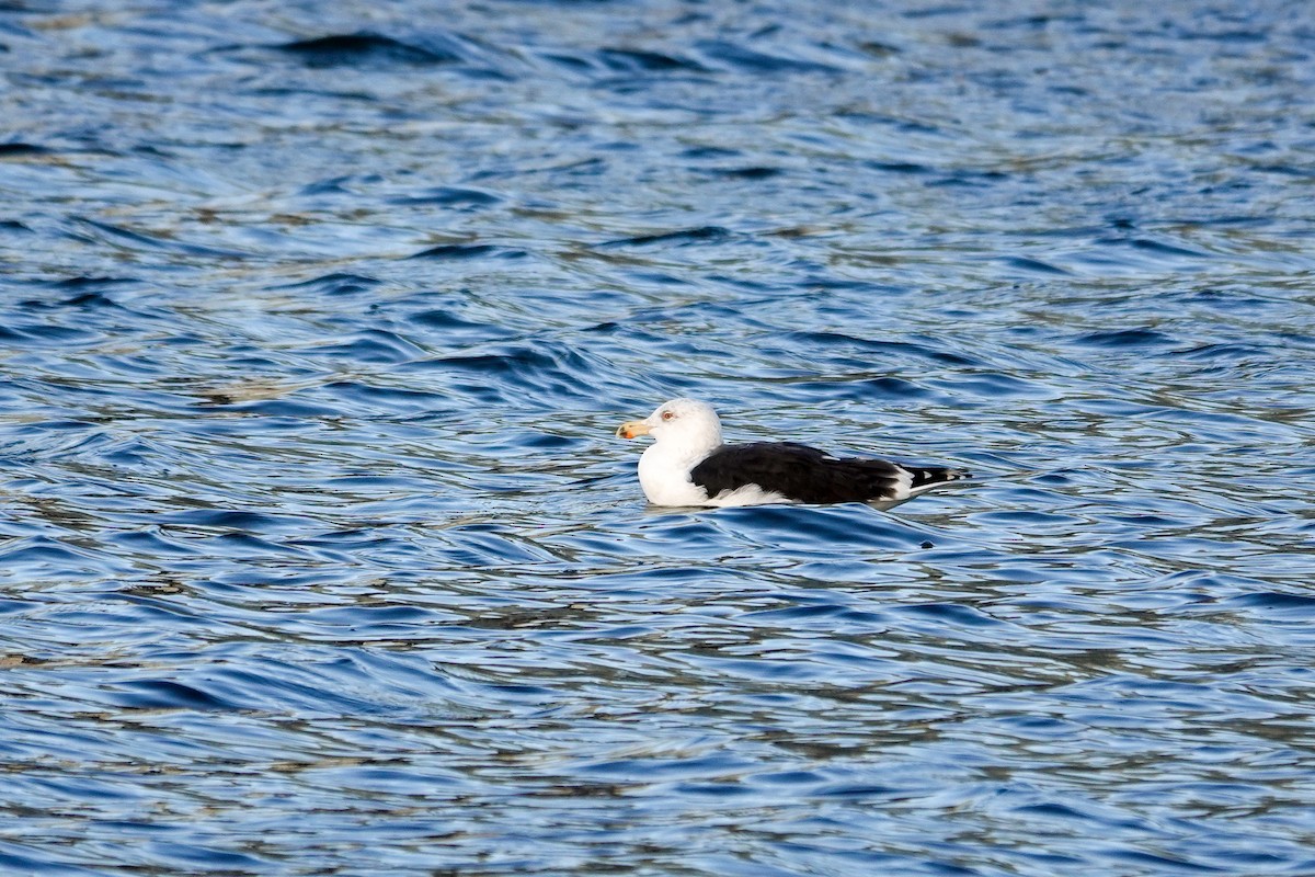 Great Black-backed Gull - ML646378223