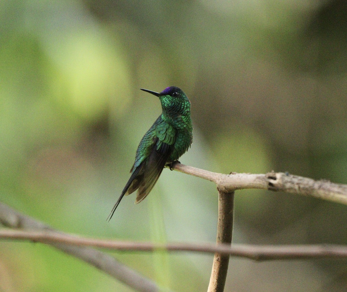 Колібрі-лісовичок синьоголовий - ML646378224
