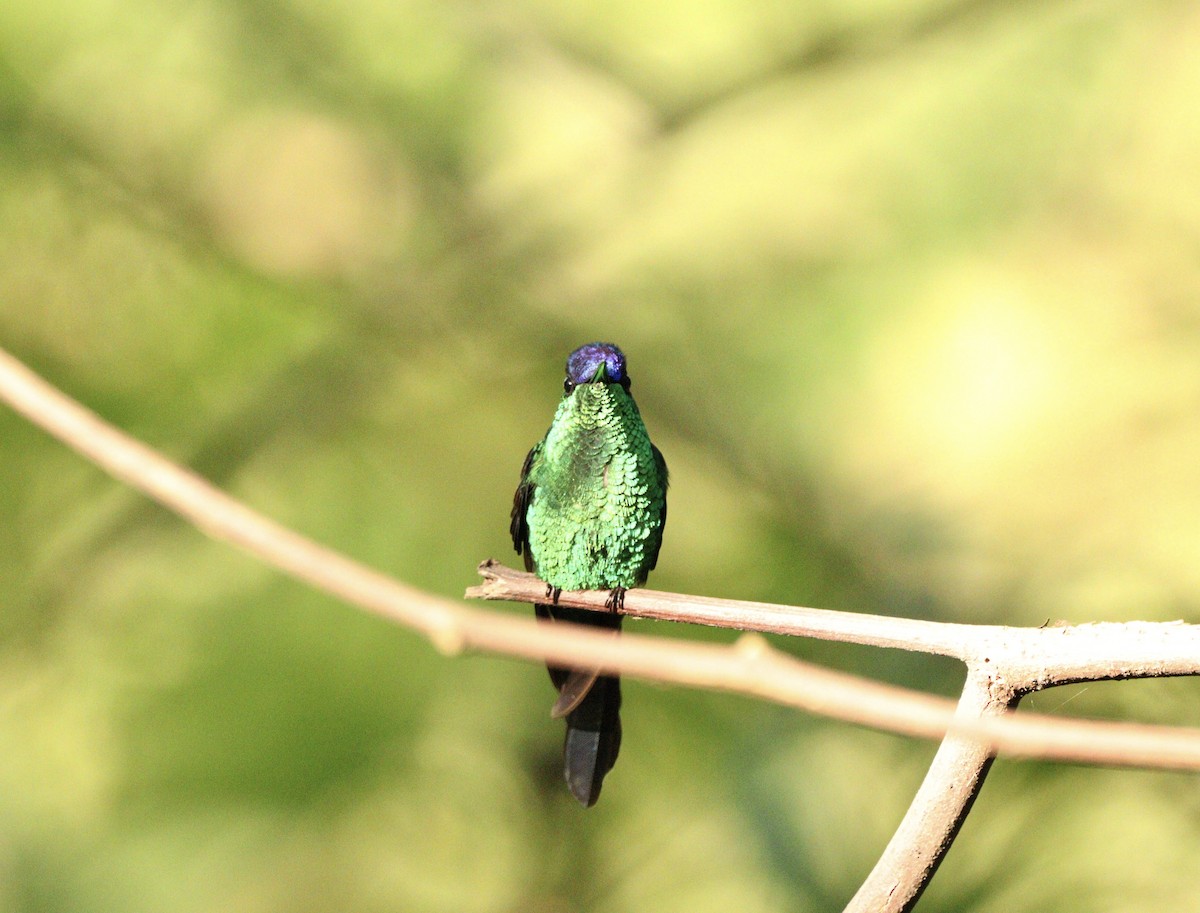 Колібрі-лісовичок синьоголовий - ML646378225