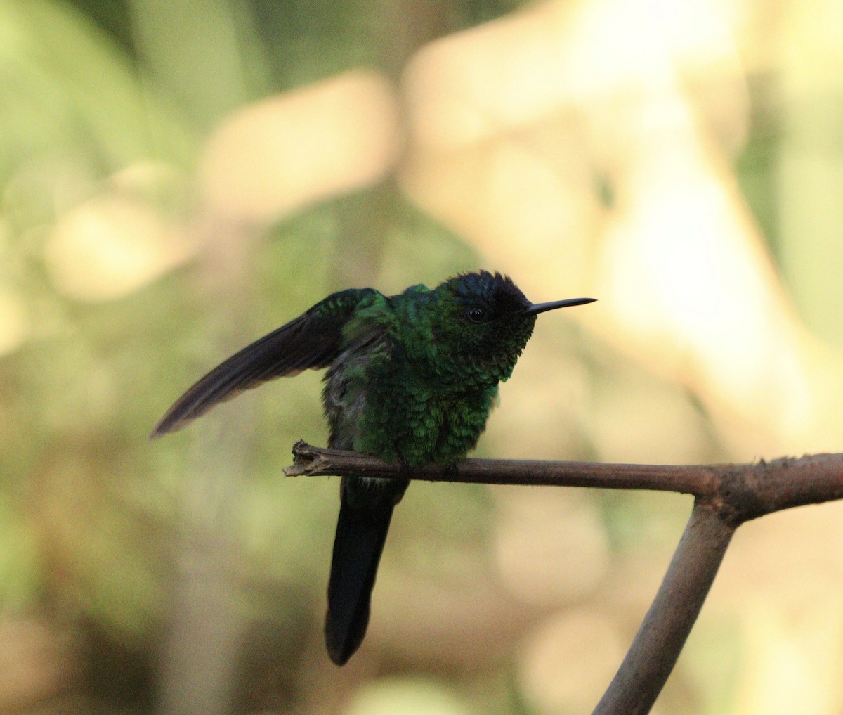 Колібрі-лісовичок синьоголовий - ML646378226