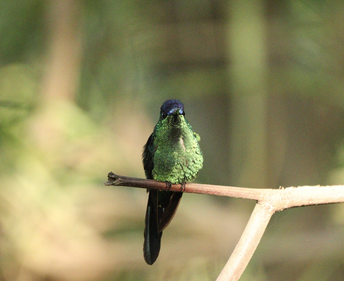 Колібрі-лісовичок синьоголовий - ML646378228