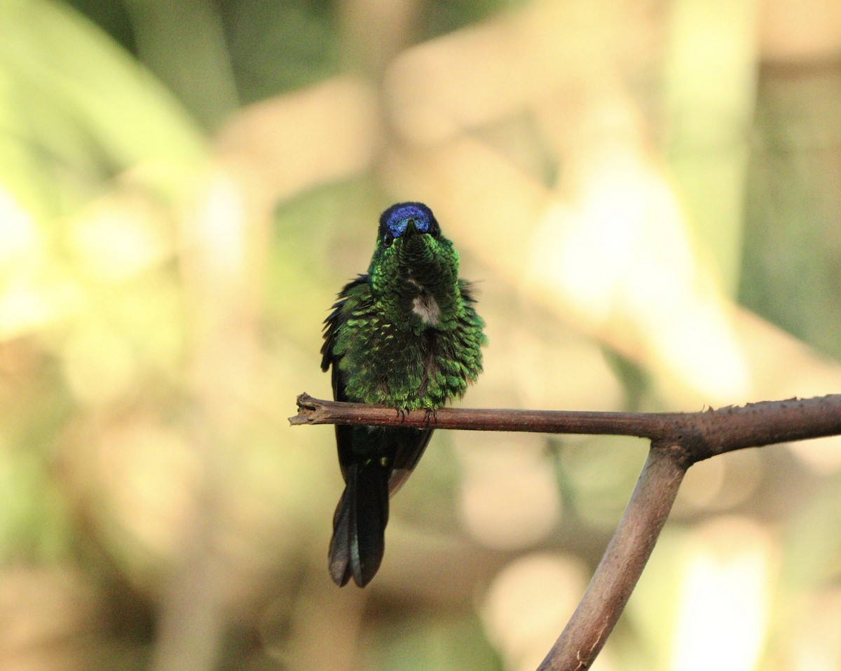 Колібрі-лісовичок синьоголовий - ML646378229