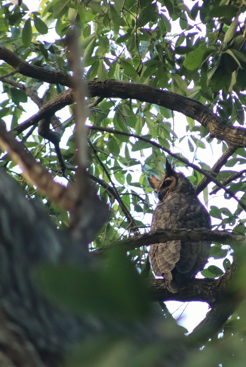 Great Horned Owl - ML646378230