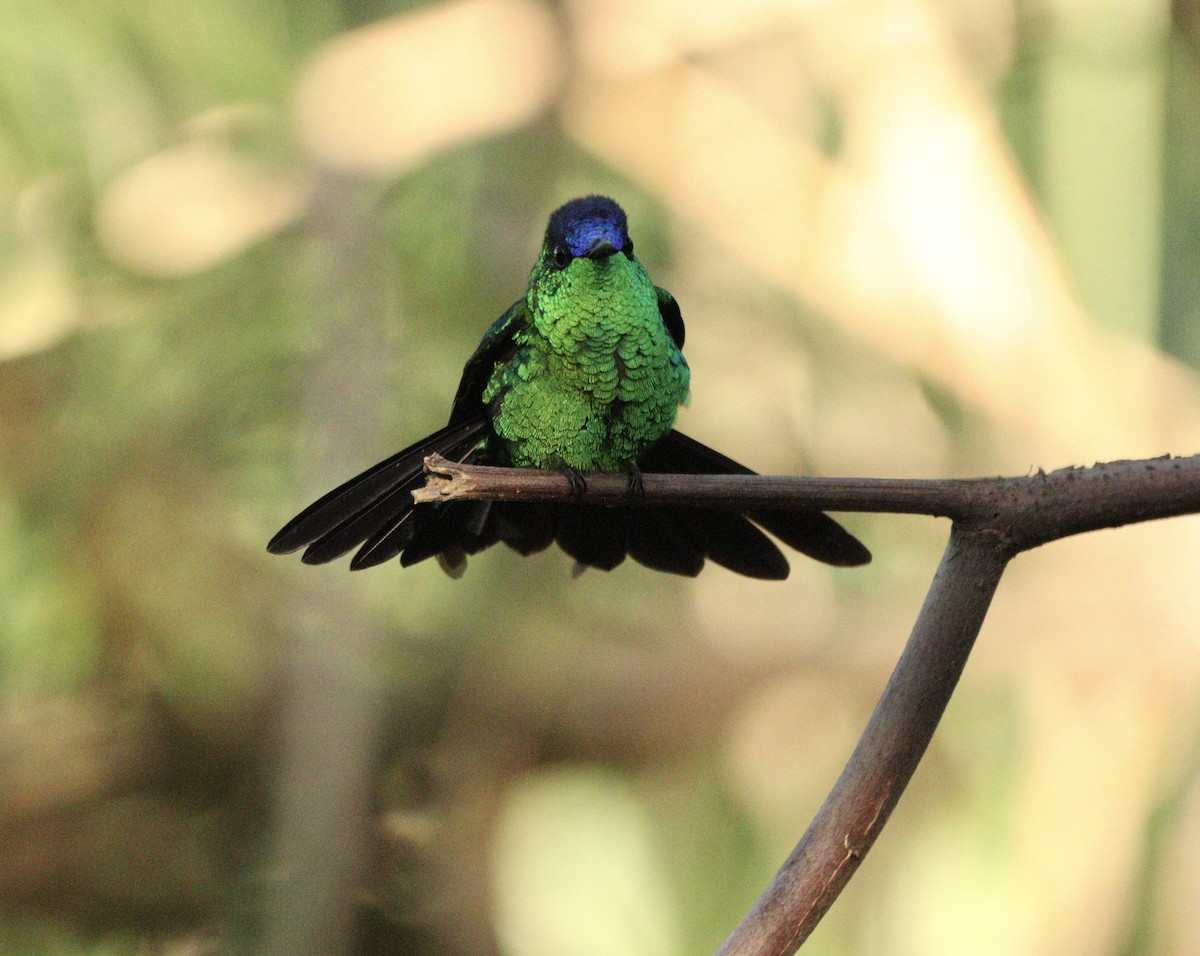 Колібрі-лісовичок синьоголовий - ML646378231