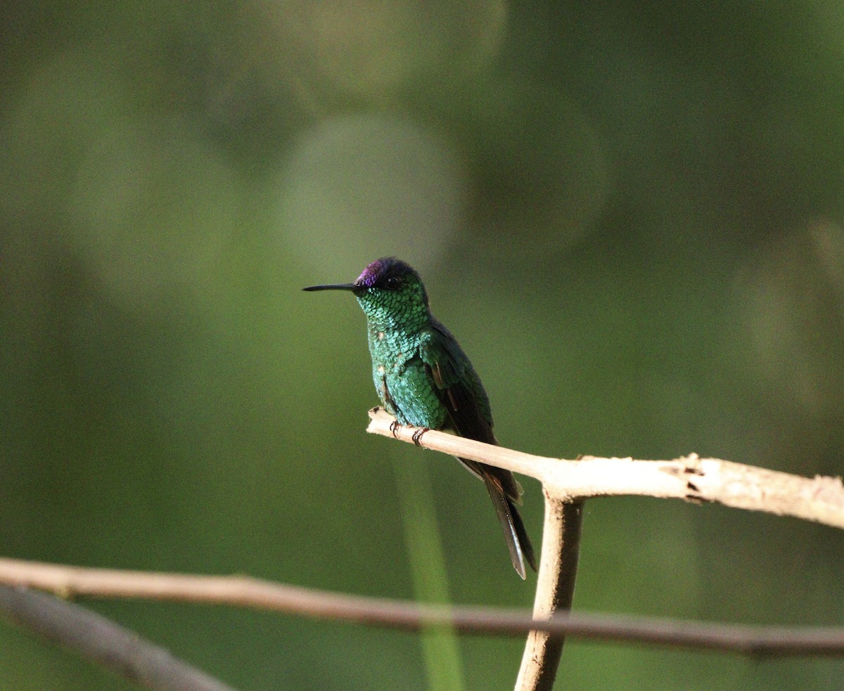 Колібрі-лісовичок синьоголовий - ML646378232